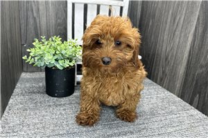 Tommy - Cavapoo for sale