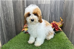 Idris - puppy for sale