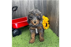 Imogene - puppy for sale
