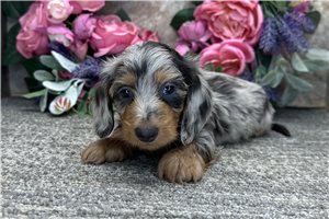Jaxx - Dachshund, Mini for sale