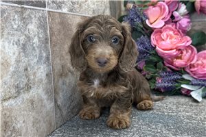 Eathan - Dachshund, Mini for sale