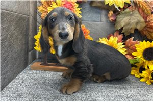 Adam - puppy for sale