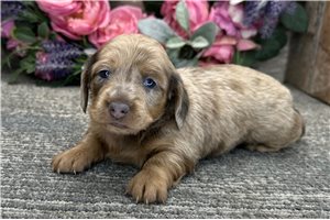 Tiffany - puppy for sale