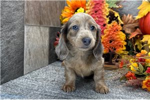 Tiffany - Dachshund, Mini for sale