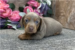 Tamara - puppy for sale