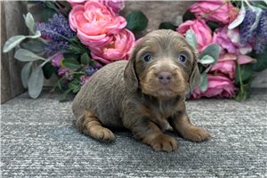 Tulip - Dachshund, Mini for sale