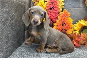 Tamara - Mini Dachshund for sale