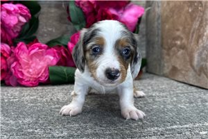 Owen - Dachshund, Mini for sale