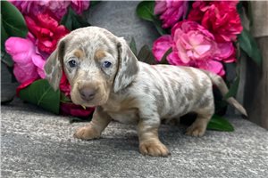 Timothy - Dachshund, Mini for sale