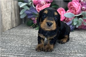 Buttercup - Dachshund, Tweenie for sale