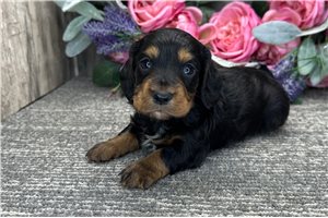 Bertha - puppy for sale