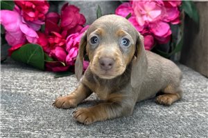 Tamara - Dachshund, Mini for sale