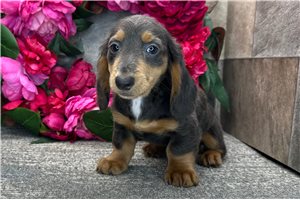 Adam - Dachshund, Mini for sale
