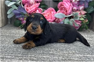 Butch - puppy for sale