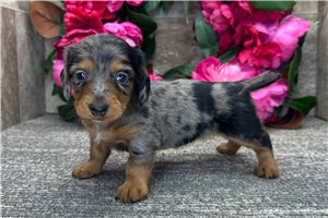 Hollie - puppy for sale