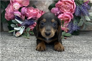 Adam - Dachshund, Mini for sale