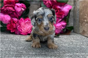 Jaxx - puppy for sale