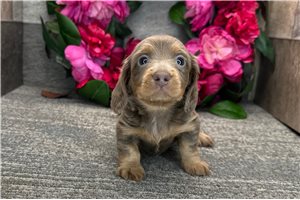 Tulip - Dachshund, Mini for sale