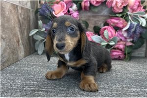 Adam - Dachshund, Mini for sale