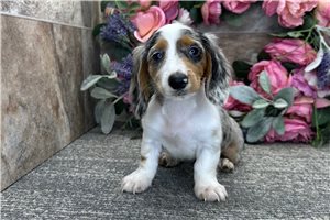 Owen - Dachshund, Mini for sale