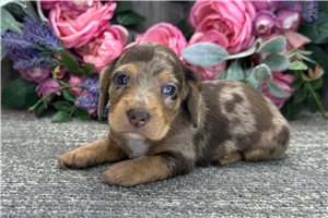 Bugs - puppy for sale