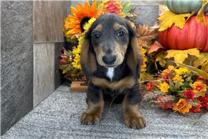 Adam - Dachshund, Mini for sale