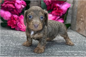 Eathan - puppy for sale