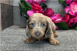 Tiffany - Dachshund, Mini for sale