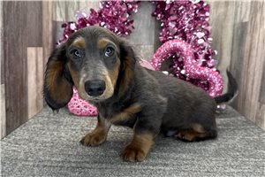 Ricky - Dachshund, Mini for sale