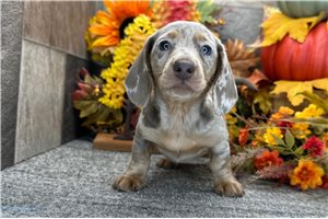 Timothy - Dachshund, Mini for sale