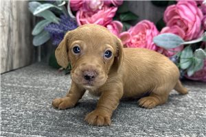 Bart - Dachshund, Tweenie for sale