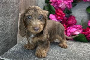 Eathan - Dachshund, Mini for sale