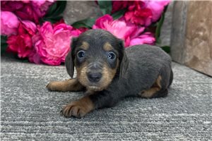 Adam - Dachshund, Mini for sale