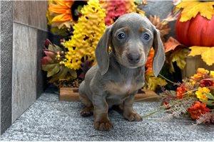 Tamara - Mini Dachshund for sale