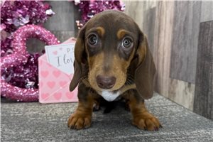 Perdita - Dachshund for sale