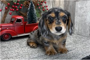 Pauly - Dachshund for sale