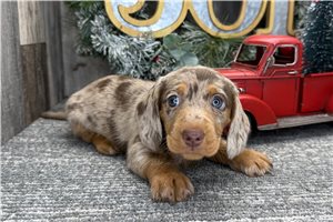 Plum - Dachshund for sale