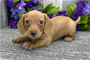 Bart - Dachshund, Tweenie for sale