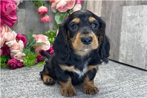 Bertha - Dachshund, Tweenie for sale