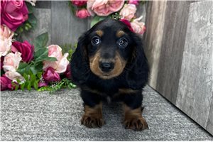 Butch - Dachshund, Tweenie for sale