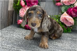 Bugs - Dachshund, Tweenie for sale