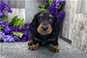 Butch - Dachshund, Tweenie for sale