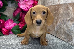 Bart - Dachshund, Tweenie for sale