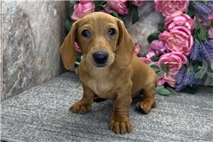 Bart - Dachshund, Tweenie for sale