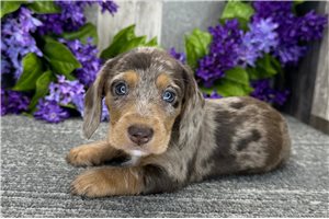 Bugs - Dachshund, Tweenie for sale