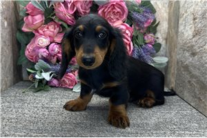 Butch - Dachshund, Tweenie for sale