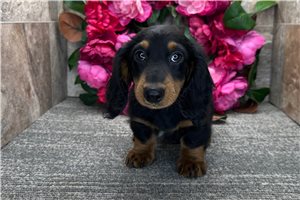 Butch - Tweenie Dachshund for sale