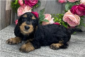 Buttercup - Dachshund, Tweenie for sale