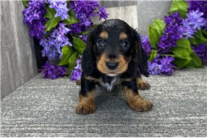 Bertha - Dachshund, Tweenie for sale