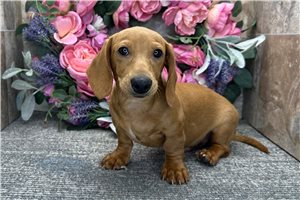 Bart - Dachshund, Tweenie for sale
